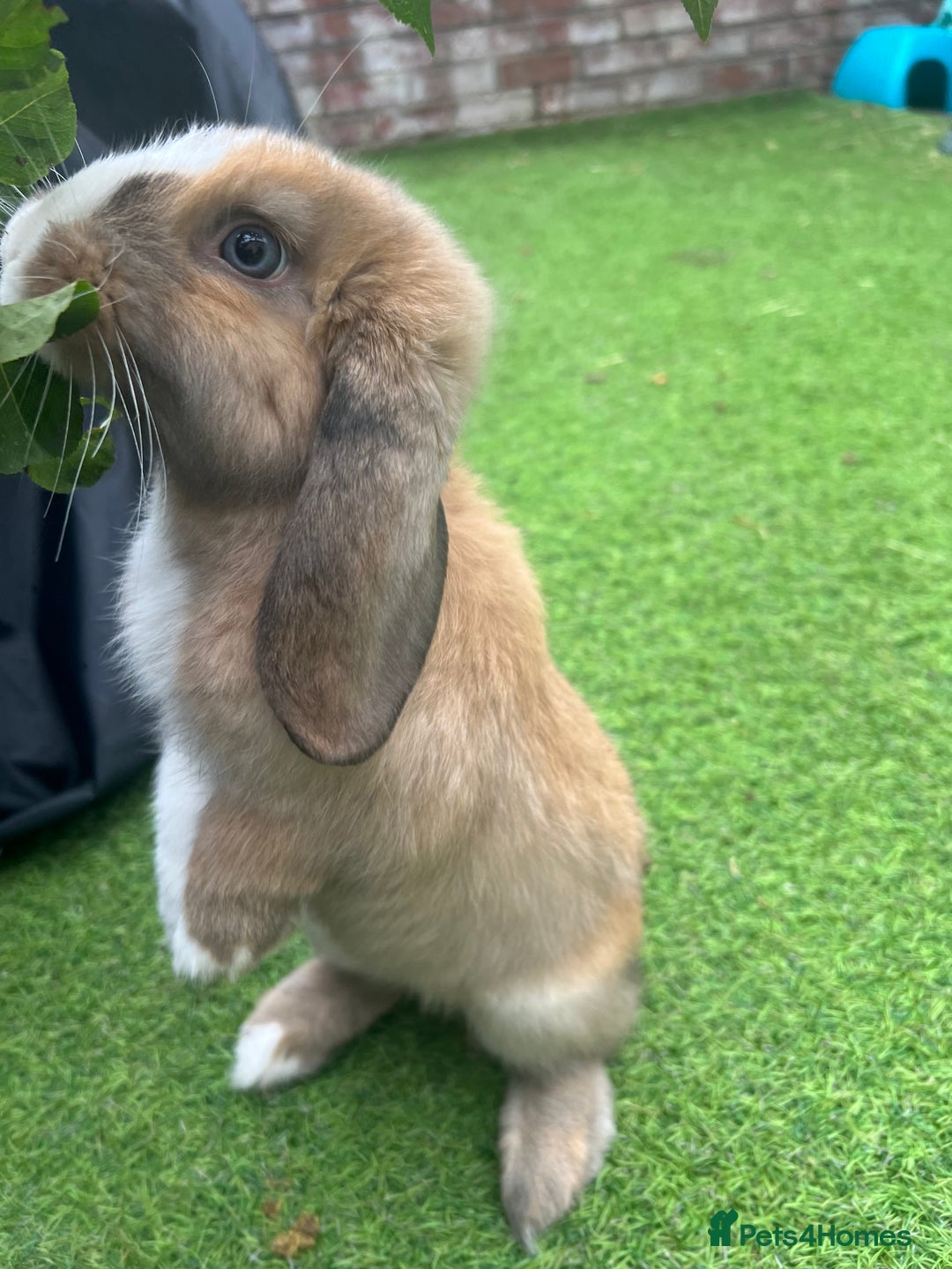 Mini Lop rabbits for sale: Blue eyed boy Buddy - Image 4