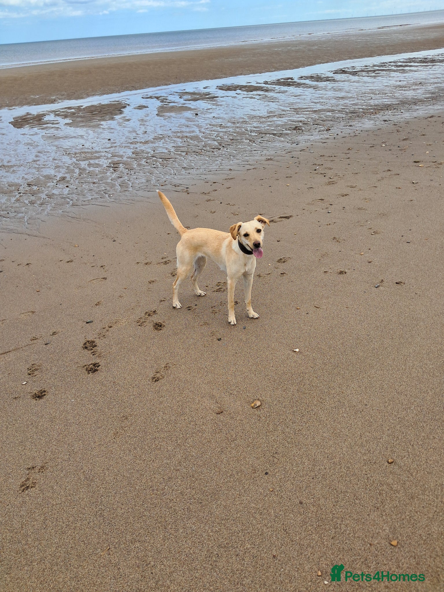 Mixed Breed dogs 1 × Male Brindle Whipador Puppy 15 wks old - Advert 10