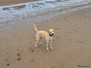 Mixed Breed dogs 1 × Male Brindle Whipador Puppy 15 wks old - Advert 2