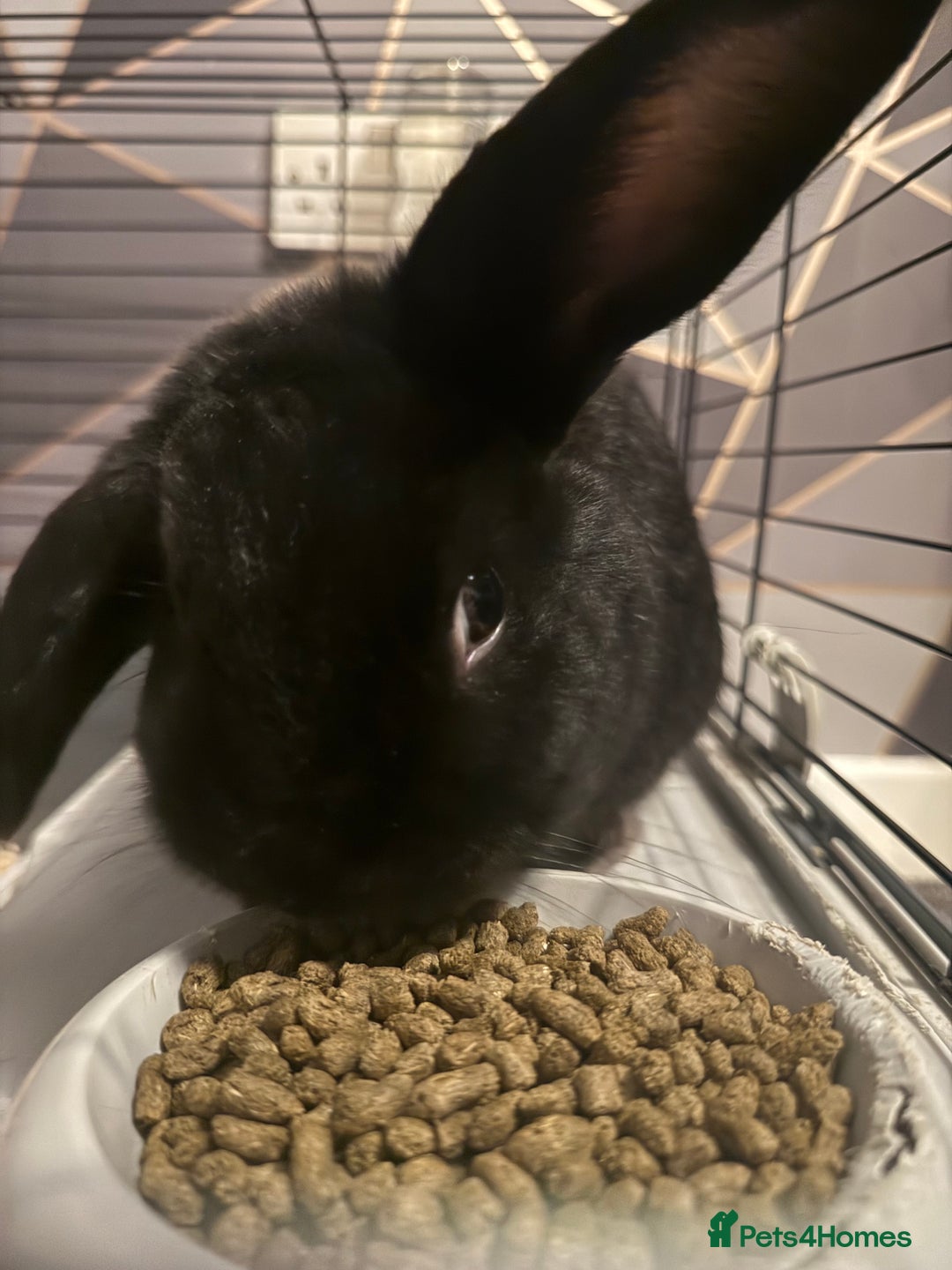 English rabbits for sale: Bugsy - Advert 4