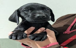 Labrador Retriever dogs for sale: FULLY HEALTH TESTED PARENTS,Smart,Tidy Lab Puppies - Image 5