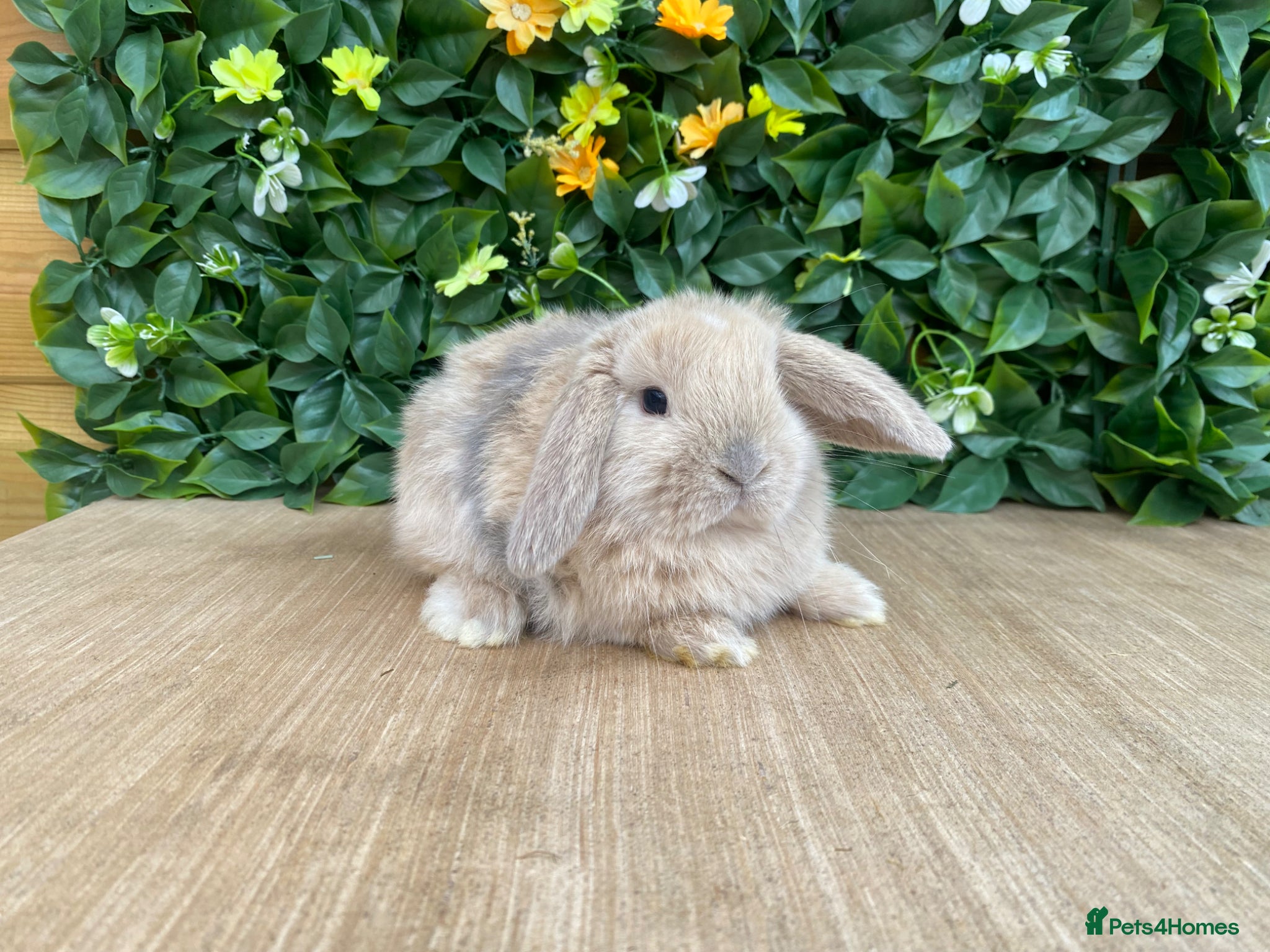 Mini Lop rabbits Mini lops ready to reserve  - Advert 12