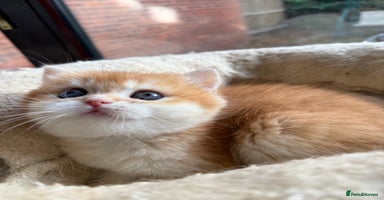 British Shorthair cats - Advert 2