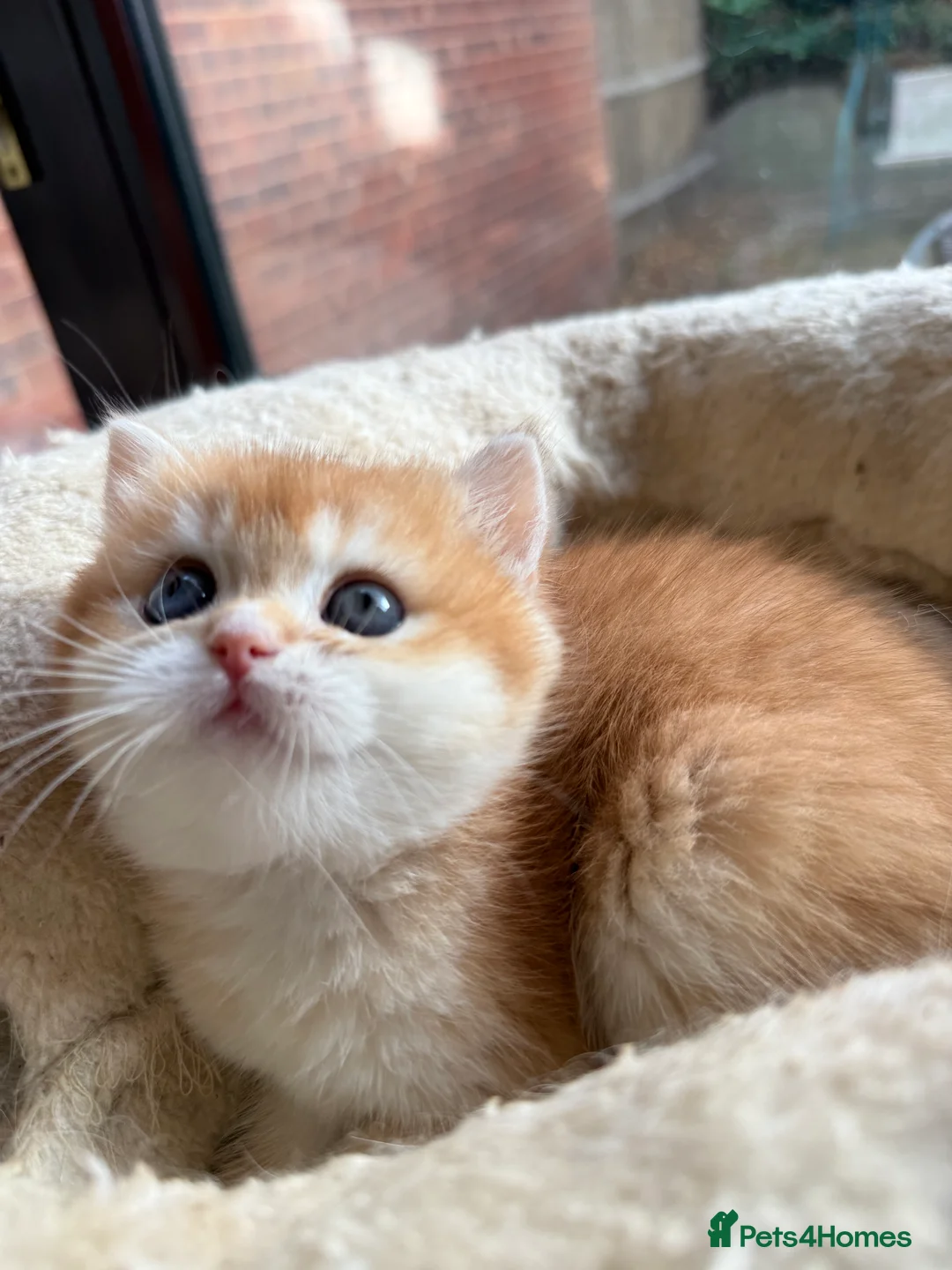 British Shorthair cats for sale: GCCF reg BSH and BLH Chocolate Golden Kittens - Advert 6