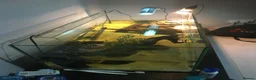 Turtle reptiles for sale: Musk turtle and full set up - Advert 3