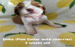 Cavalier King Charles Spaniel dogs for sale: Excessively tested Cavalier King Charles Spaniels - Image 11