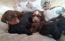Cocker Spaniel dogs for sale: Cocker spaniel puppies  - Image 4