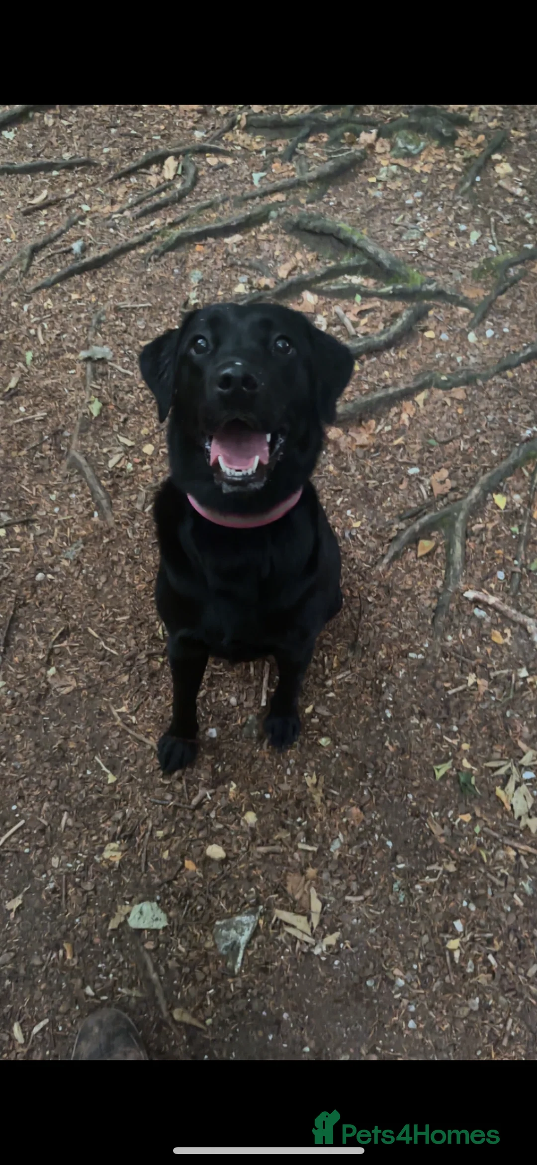 Labrador Retriever dogs for sale: Beautiful black Labrador - 2 years old  - Advert 1