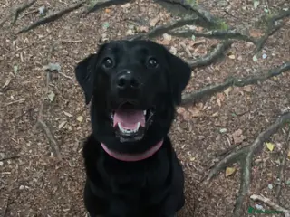 Labrador Retriever dogs Beautiful black Labrador - 2 years old - Advert 1