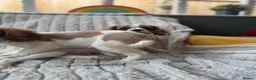 Cavalier King Charles Spaniel dogs for sale: 2 Blenheim cavalier King Charles spaniel boys  - Advert 33
