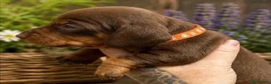 Miniature Dachshund Puppy 4