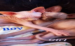 Sphynx cats for sale: 5 Adorable Sphynx Kittens for sale! - Image 2