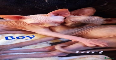 Sphynx cats - Advert 10