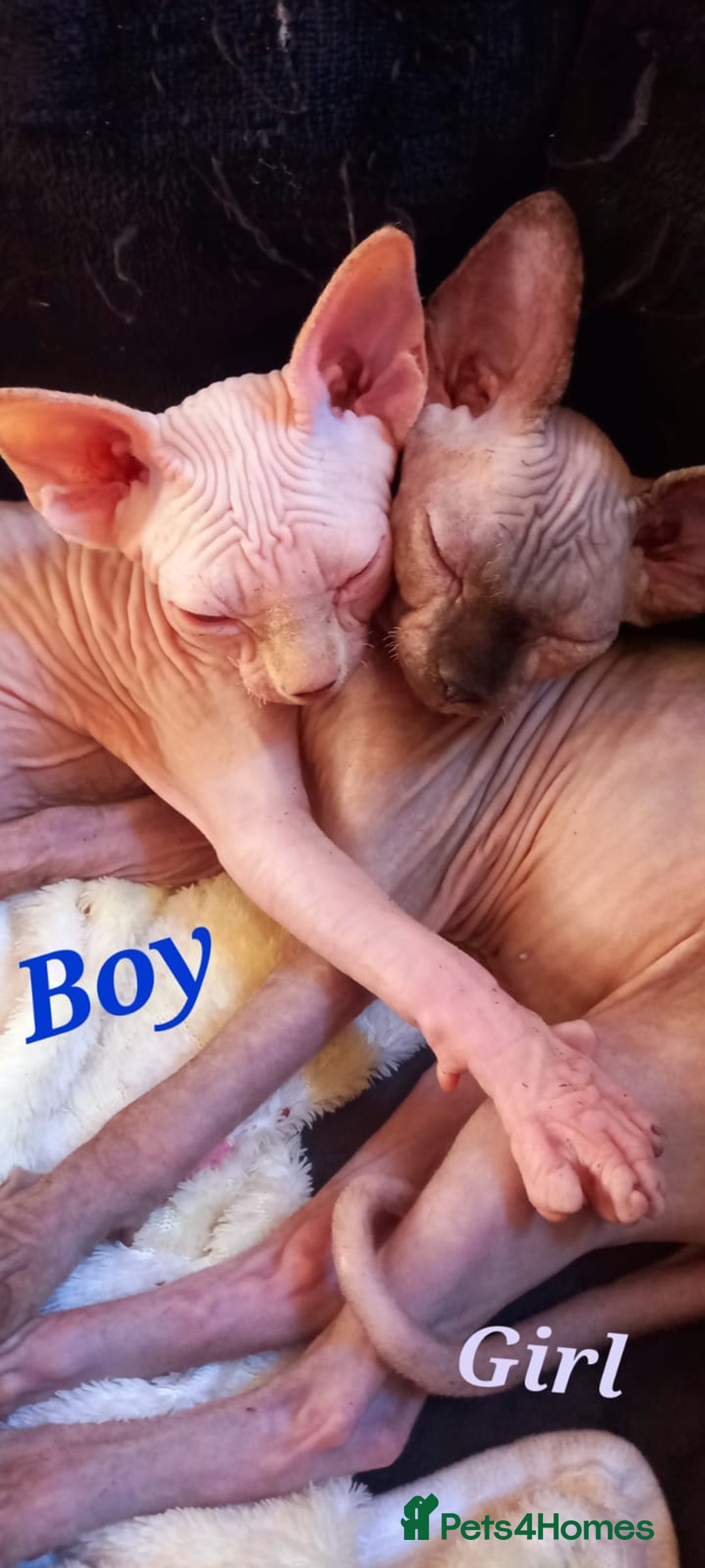 Sphynx cats for sale: 5 Adorable Sphynx Kittens for sale! - Image 2