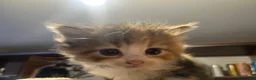 Mixed Breed cats for sale: Beautiful longhair kittens for sale  - Advert 15