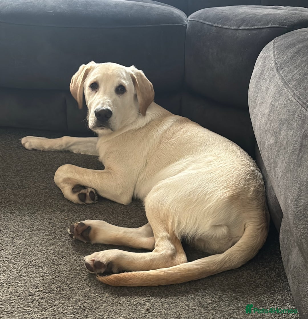 Labrador Retriever dogs for sale: Labrador Retriever - Advert 1