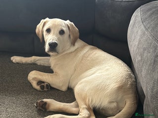 Labrador Retriever dogs Labrador Retriever - Advert 1