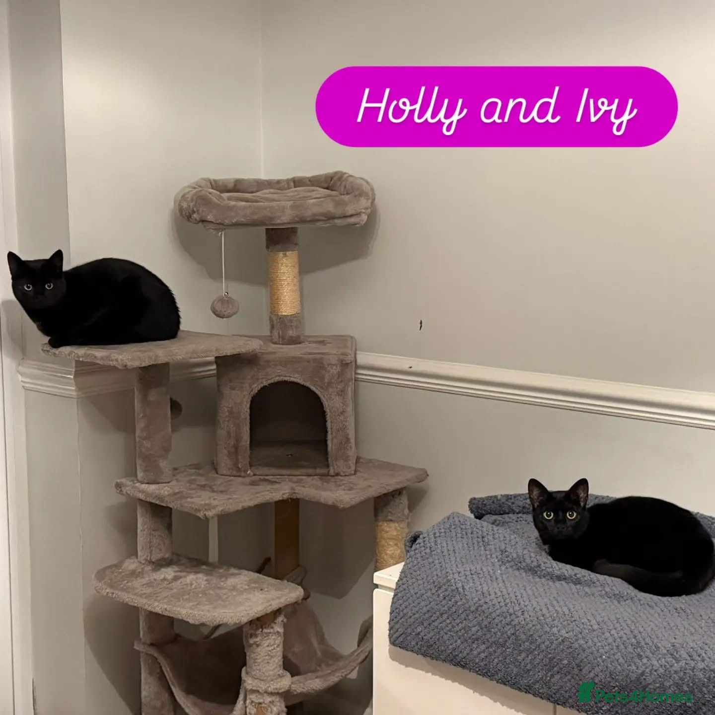 Domestic Shorthair cats Holly & Ivy, 18 month old sisters   - Advert 1