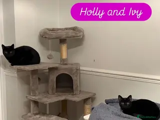 Domestic Shorthair cats Holly & Ivy, 18 month old sisters - Advert 1