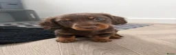 Dachshund dogs for sale: Two beautiful boys for sale  in Glasgow - Advert 8