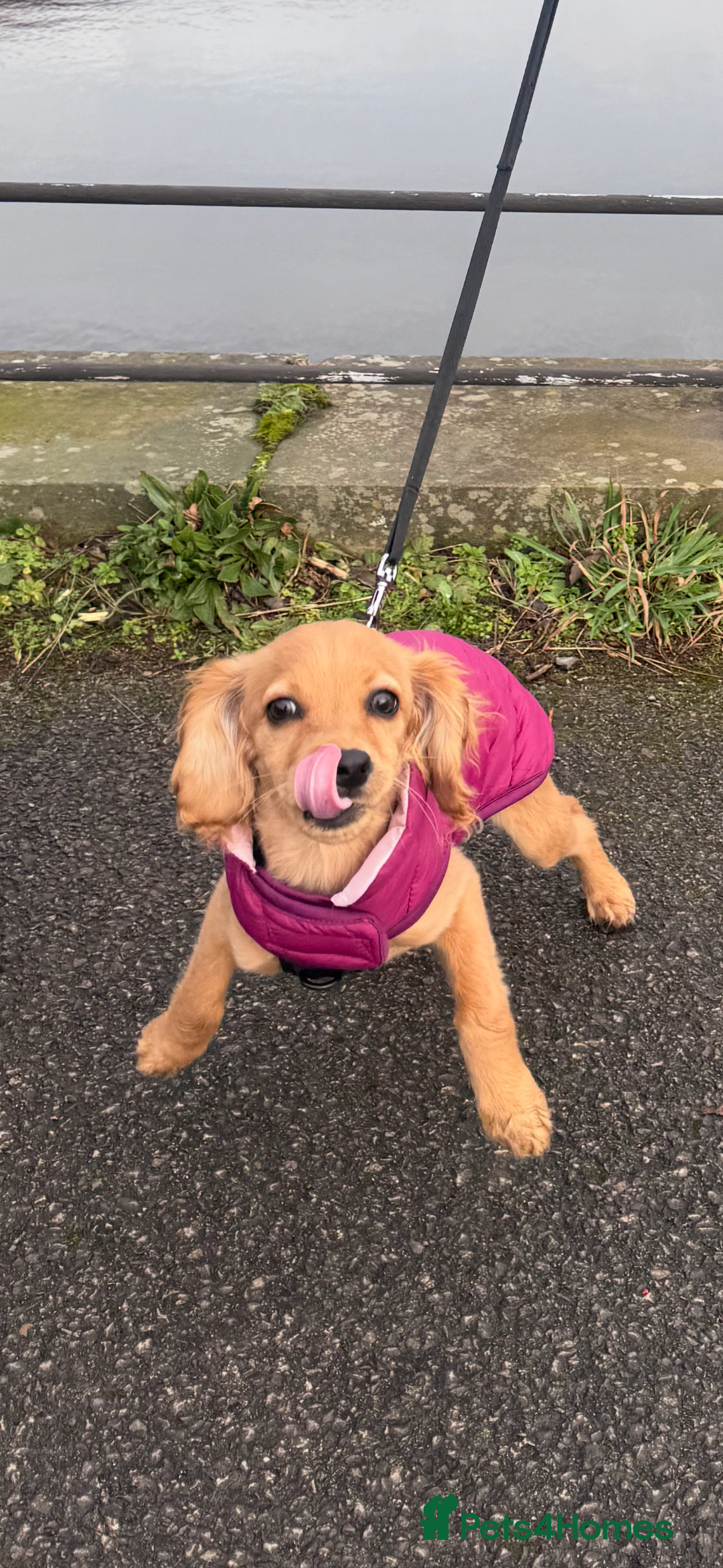 Cockapoo dogs for sale: Cockapoo Puppy Girl - Advert 3