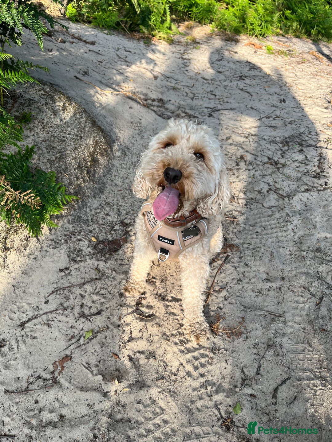 Cockapoo dogs for sale: Teddy Cockapoo - Aged 4 for rehoming. FREE - Advert 1