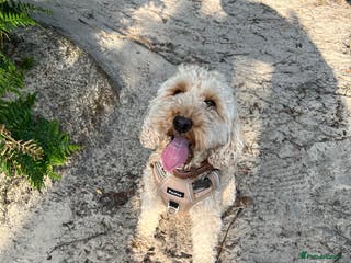 Cockapoo dogs Teddy Cockapoo - Aged 4 for rehoming. FREE - Advert 7
