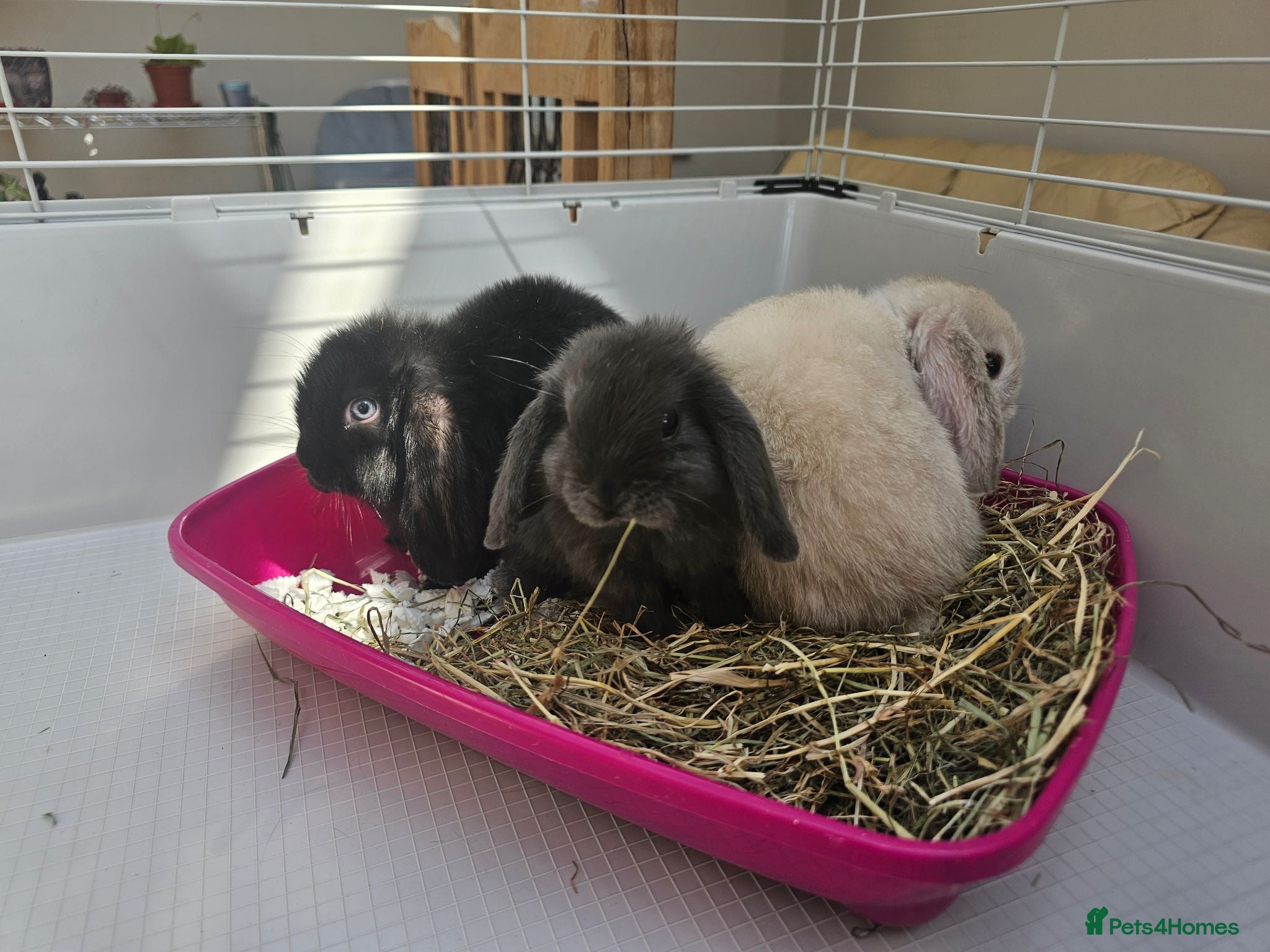 Mini Lop rabbits Mini lop bunnys  - Advert 2