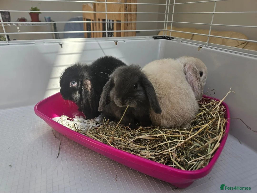 Mini Lop rabbits for sale: Mini lop bunnys  - Advert 2