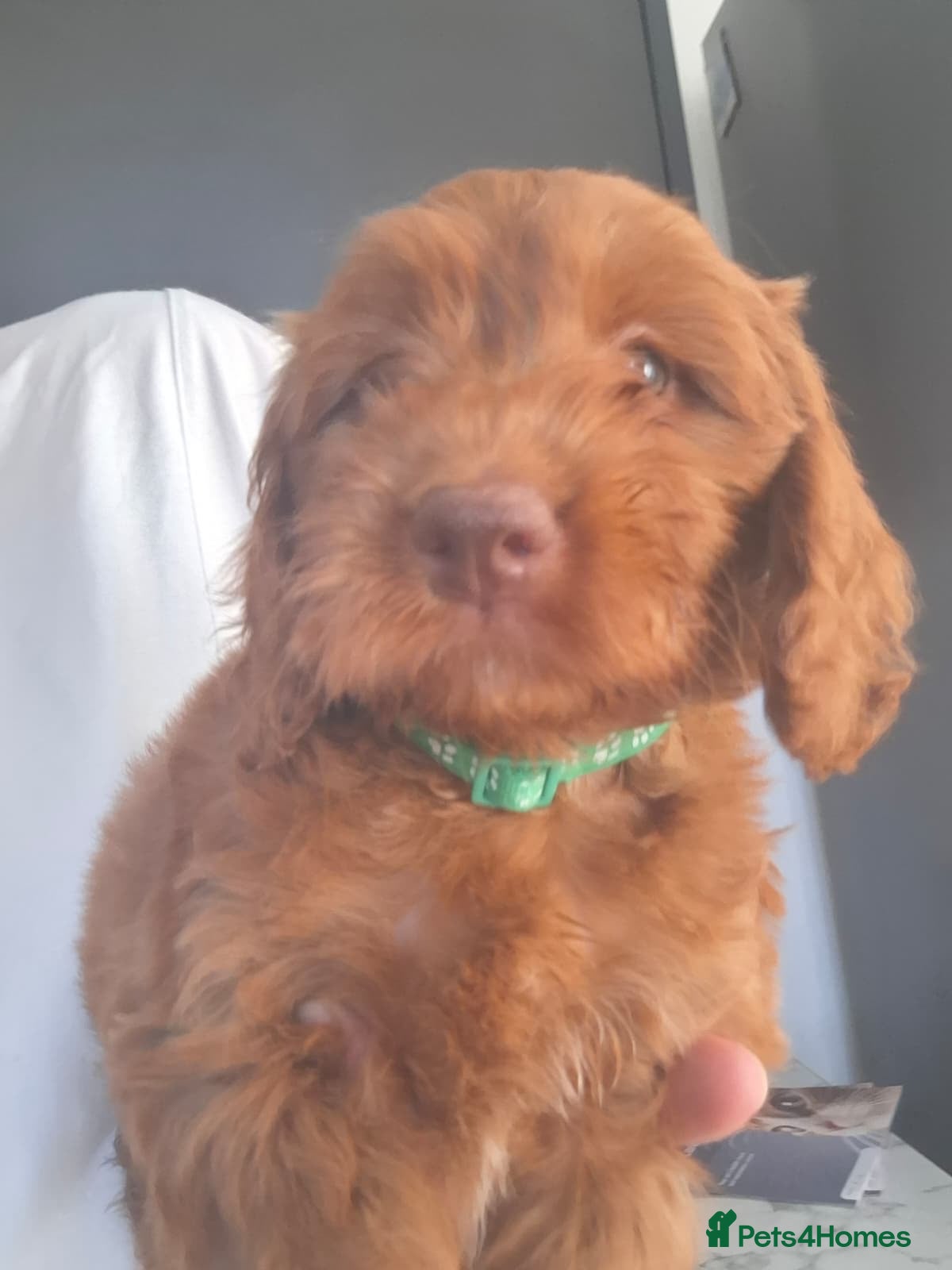 Cockapoo dogs RED COCKERPOO pups F1 READY NOW!!!! - Advert 2