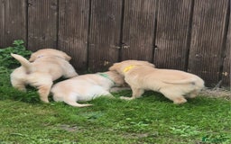 Golden Retriever dogs for sale: KC GOLDEN RETRIEVER PUPPIES  - Image 18