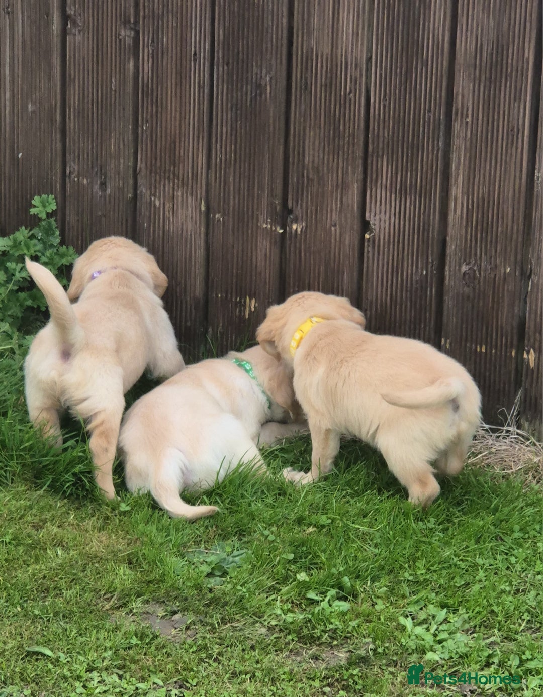 Golden Retriever dogs for sale: KC GOLDEN RETRIEVER PUPPIES  - Image 18