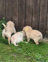Golden Retriever dogs - Advert 2