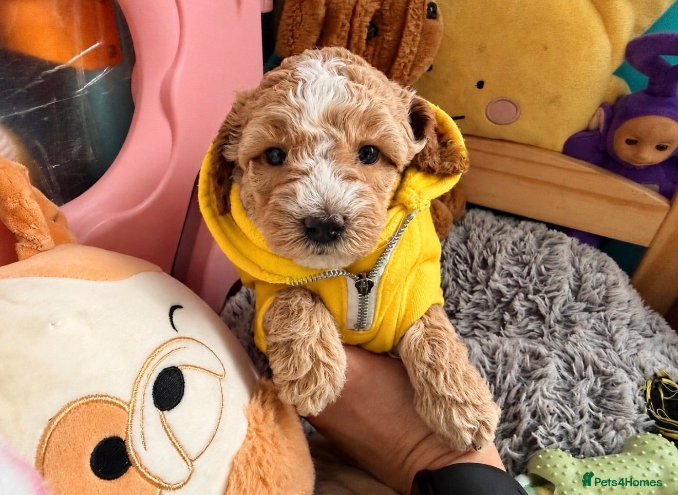 Maltipoo dogs ONLY. LAST GIRL 🐩‼️Maltipoo F1B ‼️ - Advert 4