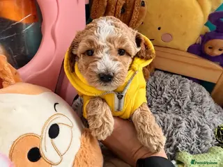 Maltipoo dogs ONLY. LAST GIRL 🐩‼️Maltipoo F1B ‼️ - Advert 1