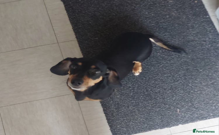 Dachshund dogs - Advert 1