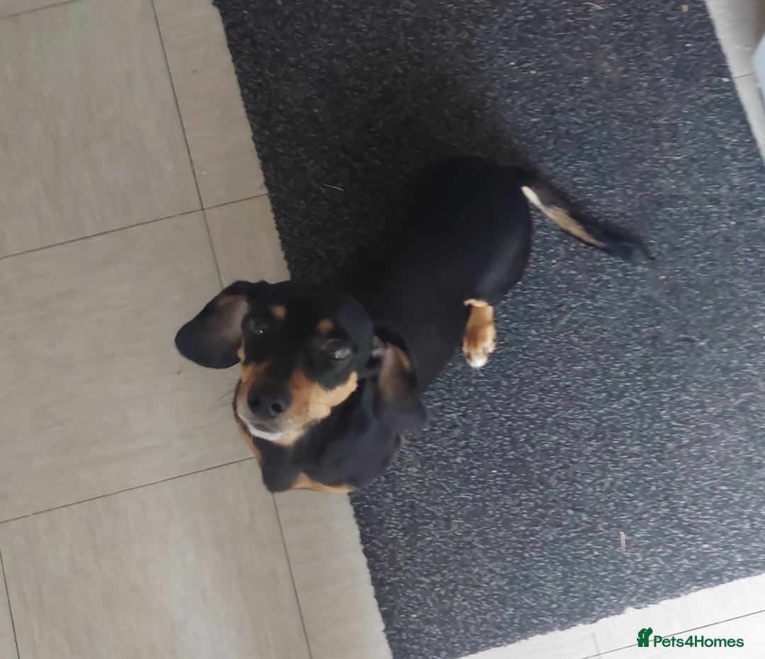 Dachshund dogs for sale: Dachshund for sale - Image 1