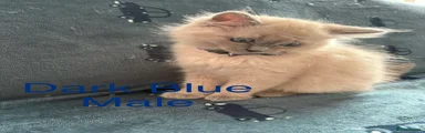 Ragdoll 2 Dark Blue