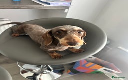 Miniature Dachshund dogs for sale: Miniature Daschund - Image 7