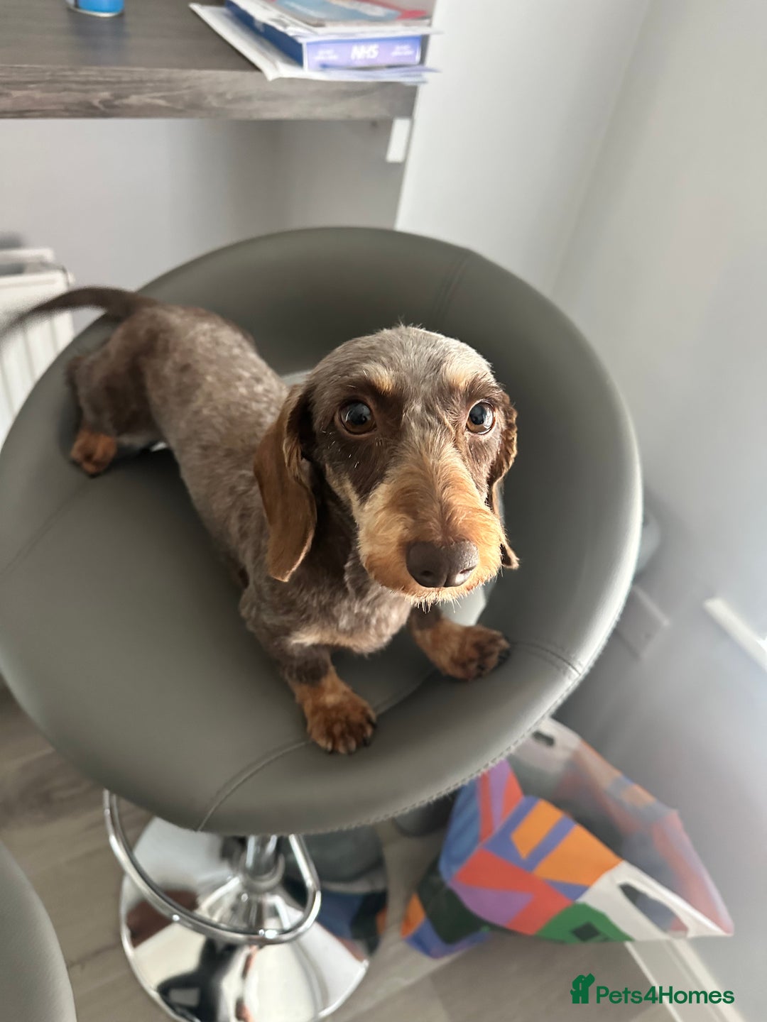 Miniature Dachshund dogs for sale: Miniature Daschund - Image 7