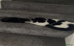Mixed Breed cats for sale: Male Cat - Image 2