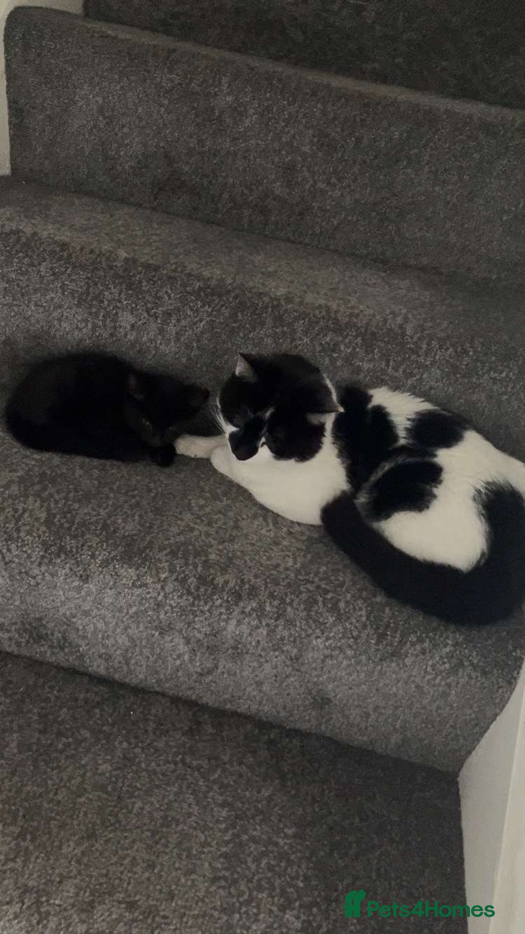 Mixed Breed cats for sale: Male Cat - Image 2