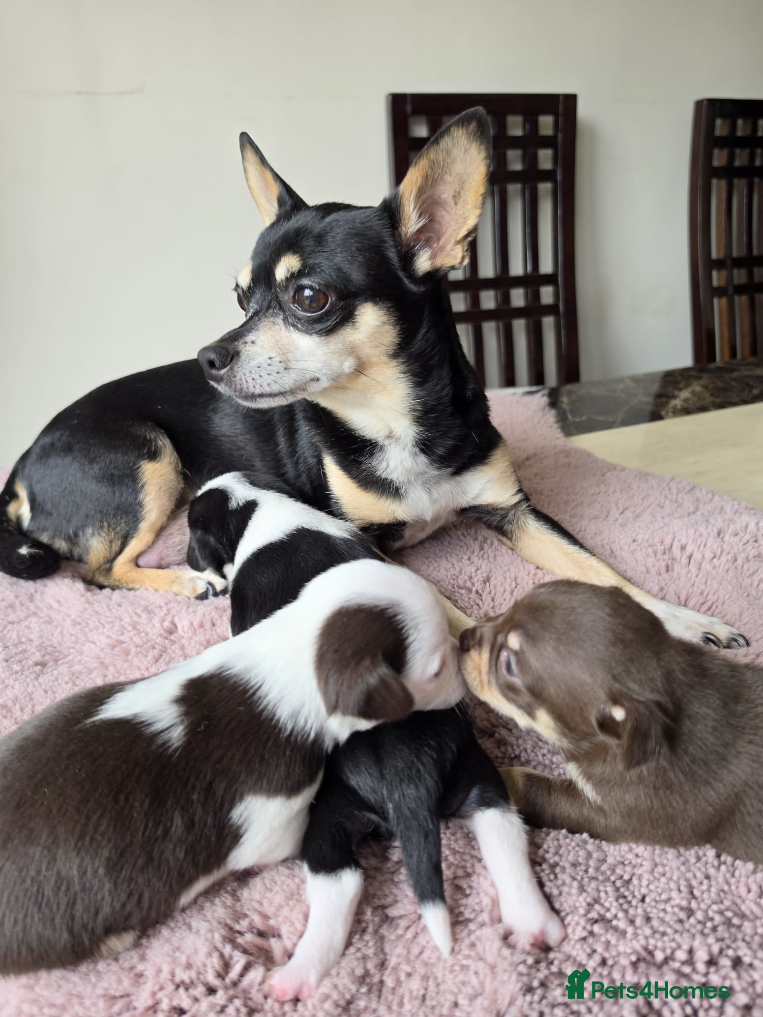 Chihuahua dogs 3 Chihuahua Puppy Boys - Advert 3