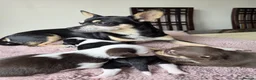 Chihuahua dogs for sale: 3 Chihuahua Puppy Boys - Advert 1