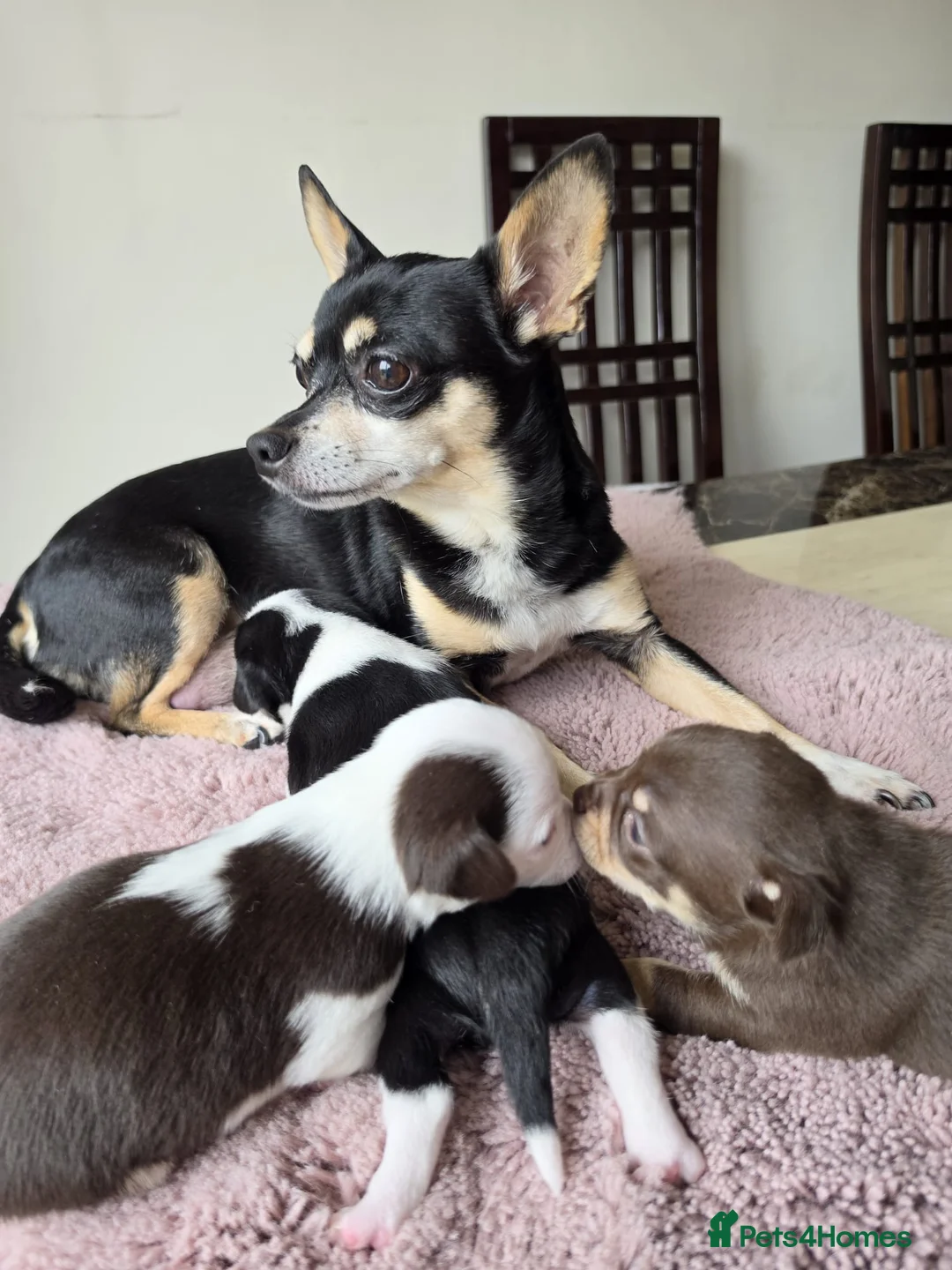 Chihuahua dogs for sale: 3 Chihuahua Puppy Boys - Advert 1