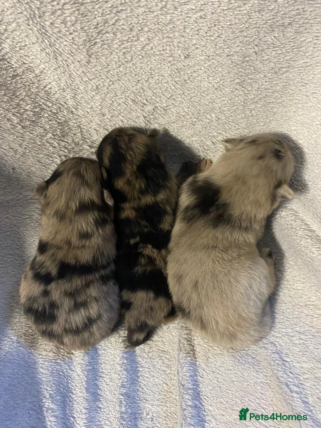 Pomeranian dogs for stud: Blue Merle pomeranian for stud in Houghton le Spring - Advert 8