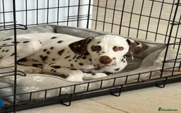 Dalmatian dogs for sale: Gorgeous Liver spot Dalmatian puppy  - Image 6