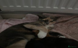 Mixed Breed cats for sale: Kitten looking for his forever home  - Image 2