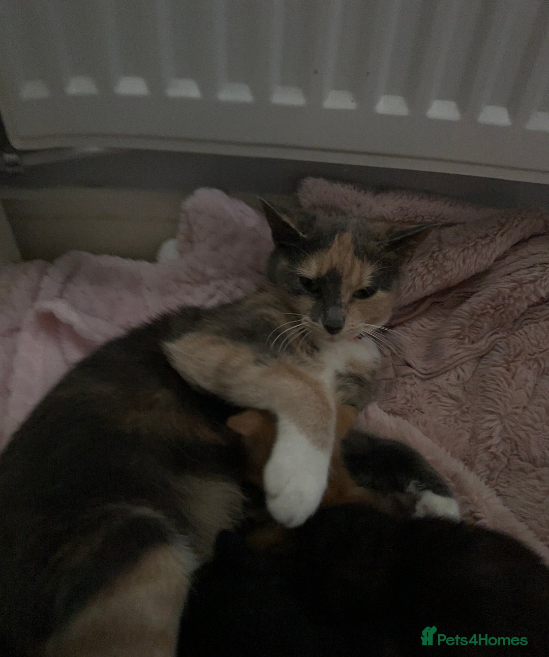 Mixed Breed cats for sale: Kitten looking for his forever home  - Image 2