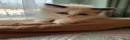 Ragdoll cats for sale: Beautiful Ragdoll kittens  - Advert 8